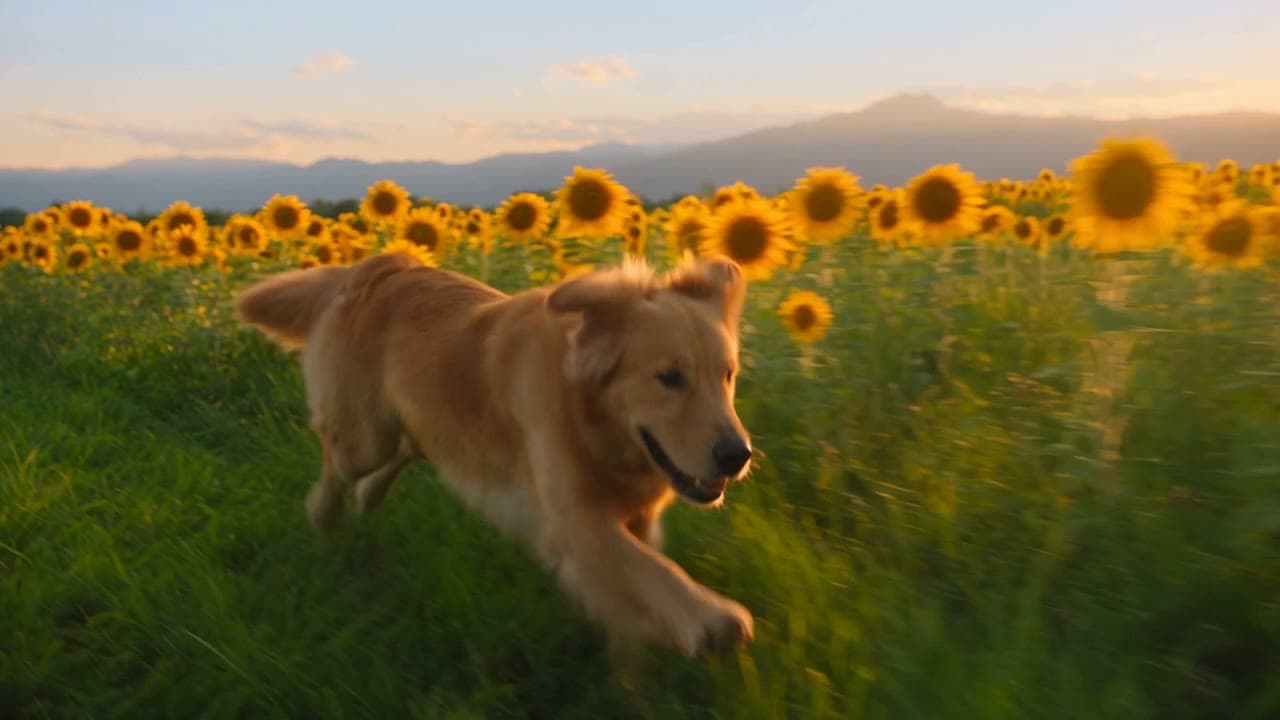 A golden retriever running through a field of sunflowers